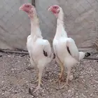 طقم شامو باباني توووب ( تم البيع )