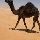 للبيع حواره مجهم