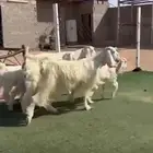 معزاء عوارض مواليد ..