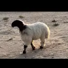 للبيع جذعه صنف مقنوي