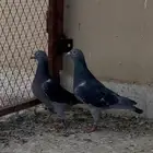 زوج زاجل سباق