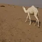 بكره السن 7 شهور