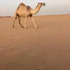 شقحا ثنيه