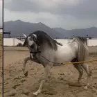 حصان عربي واهو فحل فاخر ابن ديزاين فور لايف