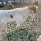 للبيع تيس فحل شرط القريع سنه بديت تامه وأنتجه طيب