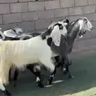 جفار مشااريك مضاريع