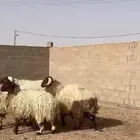 خرفان العدد 3 وجذعه