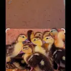 بط مسكوفي بلدي مصري بح