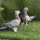 حمام تركي جوز