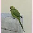بغبغاء
