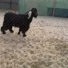 للبيع فحل عارضي كفوو