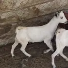 محايل عسير