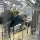 مفقود جوز روز