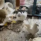 حمام رقاص