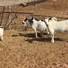 جانين تبعد عن حائل 80 ك