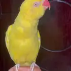 للبيع طير درة تربيه متكلمه جميله