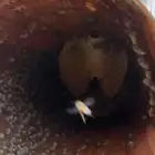 نحل بلدي