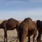 حشو قصب مفاريد مجاهيم