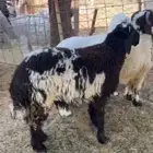 طليان جذعان نعيم