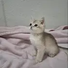 قط ذكر للبيع