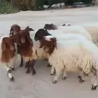 للبيع رخال. طيبها