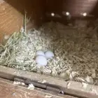 جوز روز لاتينو (( تم البيع ))