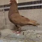 زاجل احمر