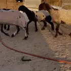 رخال صنف