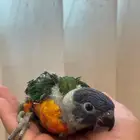 فروخ لوري لهواة الغر والهدد الخارجي