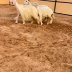 شياه عيسيات صنف
