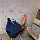 ديك ودجاجه بلدي والون المميز