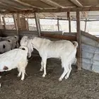 تيس مشروك ثني