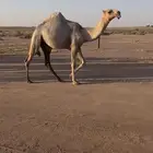 للبيع بكره شقحاء على ولد النايف بعير ابن فنيسان
