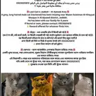 قط ضايع حي الأجاويد (مكافأة مالية لمن يجده)