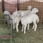 هرافى حري وجذعان نعيم