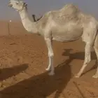ناقه لقحه منيح وحليب