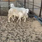 حريات سدس مقنوي