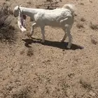 جفرات طيبه
