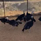 فروخ رومي 11 للبيع