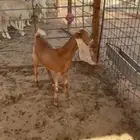 جفره ظهرها فل