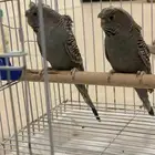 جوز بلاك فيس رمادي