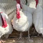 رومي ذكور البيع