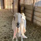 ماعز هولندي