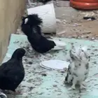 حمام مشكل للبيع