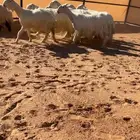 شياه عيسيات صنف