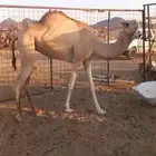 بكره لقيه