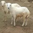 كباش