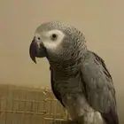 ببغاء كاسكو