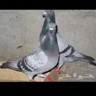 حمام بري نضيف شرط للبيع.