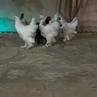 تصفيه براهما كولومبي